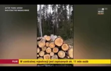 Ryś na stosie drewna - Nadleśnictwo Maskulińskie