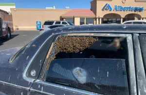 Wrócił do auta po zakupach. W samochodzie czekało na niego 15 tysięcy pszczół