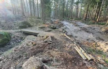 Zniszczone Single Tracki w Karkonoszach przez prace leśne