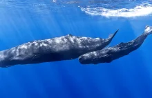Tajne życie wielorybów