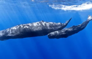 Tajne życie wielorybów