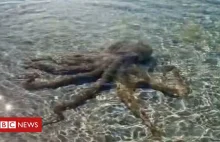 Australia: Geologist beaten up by 'angriest octopus' on beach
