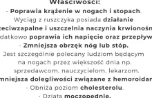 Ruszczyk kolczasty - na ból nóg, żylaki, obrzęki i poprawę krążenia