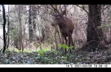 A scared doe in the forest. Young Deer. Capture camera trap