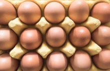 Nowa technologia wykrywa płeć zarodka jaja, aby oszczędzić zabijania piskląt