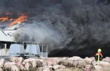 55 tysięcy świń spłonęło w pożarze - "Trudno sobie wyobrazić to cierpienie"