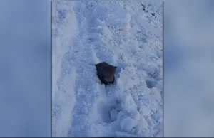 Niedźwiedzica z młodymi na spacerze w Tatrach (WIDEO)