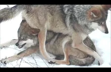 Wilk siedzi na głowie swojej siostry