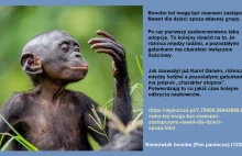 Sensacyjnie ludzka cecha szympansic bonobo