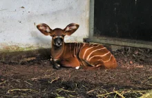 Wyjątkowe urodziny w ogrodzie zoologicznym - na świat przyszła antylopa bongo.