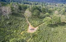 Fusy z kawy znacząco przyspieszają naturalna sukcesję lasu