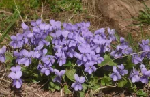 Fiołek wonny (leśny) - piękny zapach wiosny oraz wspaniały, naturalny lek...