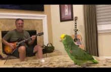 Ojciec:Nie będzie żadnej papugi w domu!