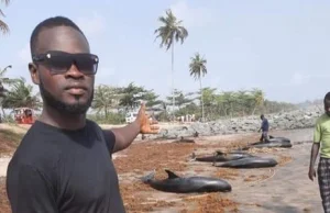 Dziesiątki martwych delfinów na plaży. Ghana rozpoczyna śledztwo