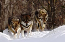 Zabito wilki broniące podkarpackiego lasu przed pilarzami