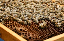 Setki pszczół zginęły, bo ktoś zalał ule ropą. Policja poszukuje sprawców
