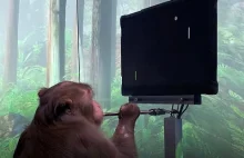 Neuralink w praktyce - małpa kontroluje grę w Ponga