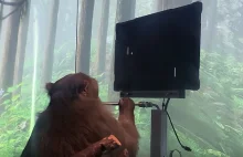 Watch: Elon Musk’s Neuralink says this monkey is playing Pong with its mind