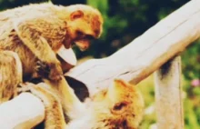 Ponad 20 małp uciekło z niemieckiego zoo
