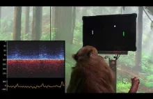 Neuralink: małpa grająca w ponga