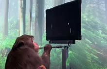 Neuralink Elona Muska: małpa gra w ping ponga za pomocą myśli