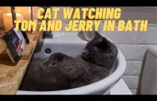 Kot oglądający Toma i Jerry'ego w zlewie