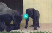 Stary goryl wraz z synem podziwiają gąsienicę