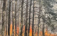 Duży pożar lasu pod Warszawą. Samolot zrzucił bombę wodną