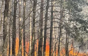 Duży pożar lasu pod Warszawą. Samolot zrzucił bombę wodną