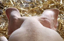 Śledztwo po pożarze megafermy trzody w Niemczech - zginęłoponad 50 tys. świń