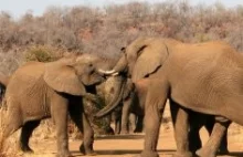 Słonie Afryki: zagrożone i krytycznie zagrożone