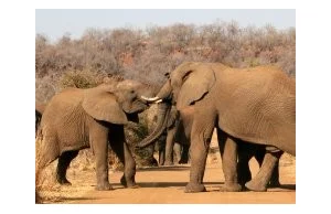 Słonie Afryki: zagrożone i krytycznie zagrożone
