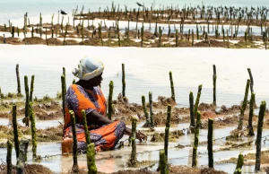 Kobiety na Zanzibarze – praca przy zbiorze alg w Paje
