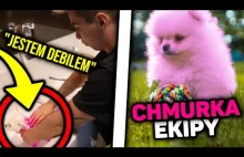 l AFERA l Bezmózgi Youtuber Friz przefarbował swojego psa na różowo.