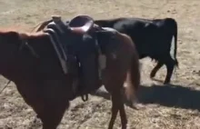 Koń chroniący swojego kowboja podczas pracy