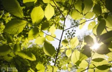 Badanie/ O zakażenie koronawirusem trudniej m.in. przy wysokiej temperaturze