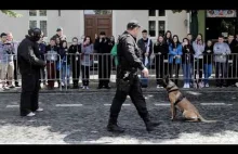 Coś poszło nie tak... Niegrzeczny pies, pokaz tresury psów policyjnych.
