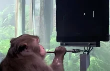 Małpa gra w Ponga przy pomocy Neuralinka. Przełom czy odgrzewany kotlet?