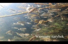 Wiosenny narybek Piławy - podwodne ujęcia
