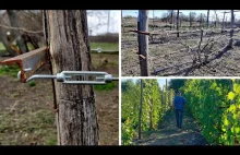 How to Make a Two-plane Trellis in a Vineyard