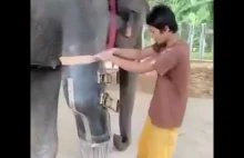 Facet produkuje protezy kończy dla słoni
