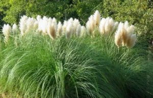 Trawa pampasowa – jeden z najładniejszych gatunków do ogrodu