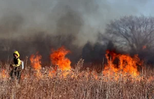 Wypalanie traw odpowiada za 30 % pożarów w Polsce.