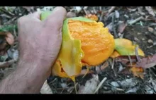 Zbieranie owoców mango w Australii, duży pająk, kolczata jaszczurka i skorpion