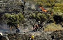 Nielegalni żydowscy osadnicy spalili ponad 50 drzew oliwnych