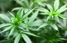 Marihuana będzie legalna? Do Sejmu wpłynął projekt