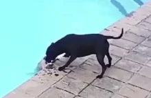 Pomysł, na jaki wpadł ten pies, aby uratować tonącego