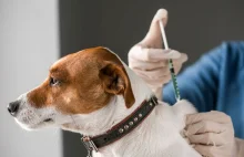 Chile: Weterynarze podawali ludziom szczepionki dla psów.