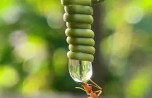 Mrówka pije wodę z kropli
