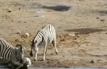 Samiec zebry próbuje utopić nieswoje źrebię.